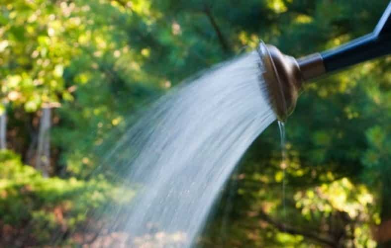 watering blackberries