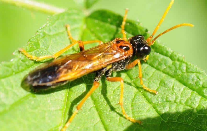 Mosca de sierra de hoja de frambuesa