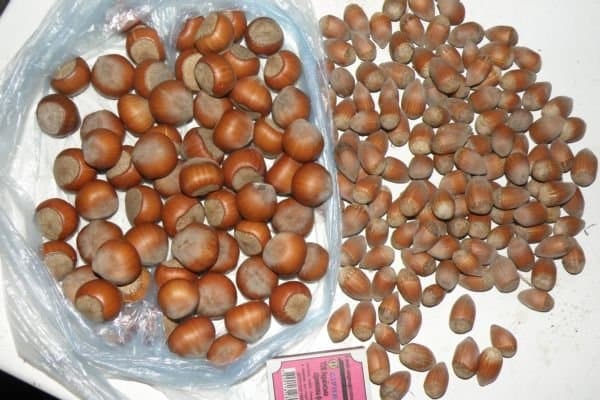 mga hazelnuts