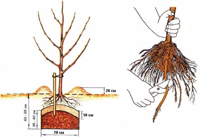 planting an apple tree