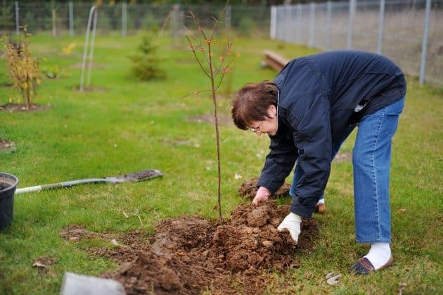 planting an apple tree