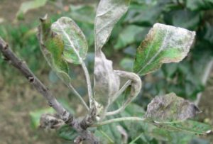 Description of diseases and pests of pear, ways to combat them and proper treatment