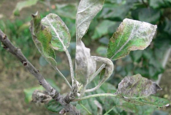 Powdery mildew