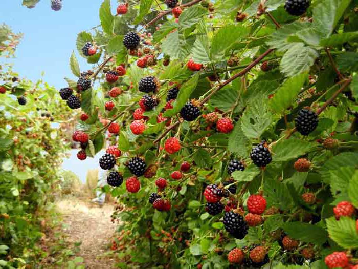 ripe blackberries