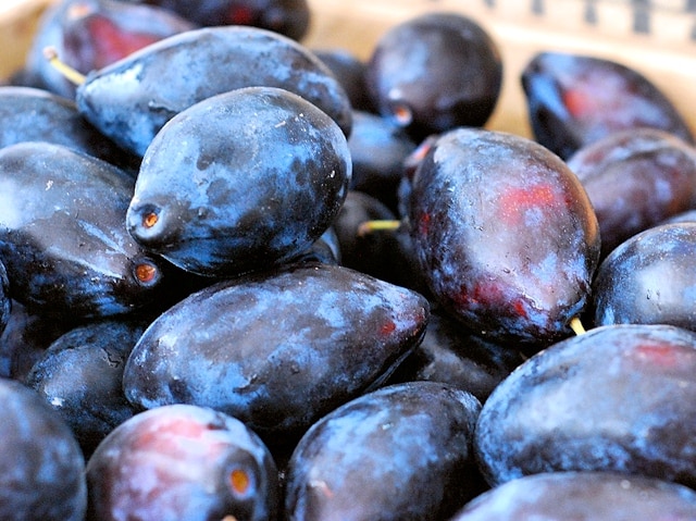 stockage de prune