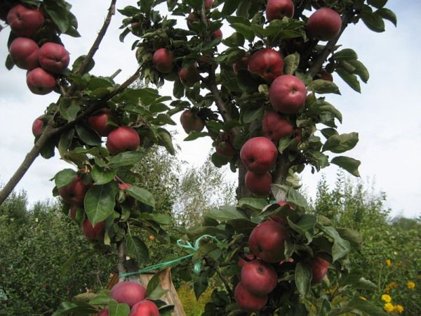 Currency apple tree