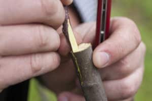 Comment planter correctement les prunes en été, printemps et automne, méthodes et technologies pour les débutants