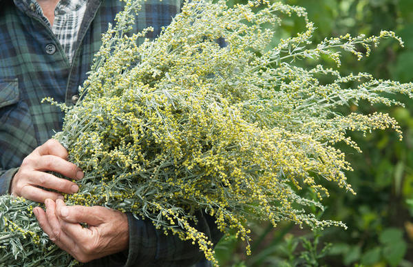 alder in hands