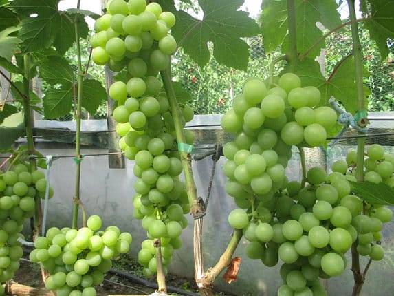 grapes anatoly the great