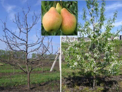 poire bouleversée