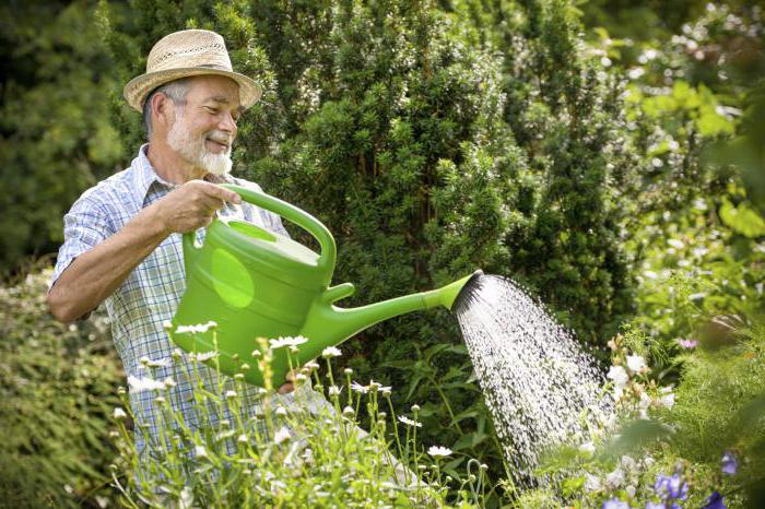 watering blackberries