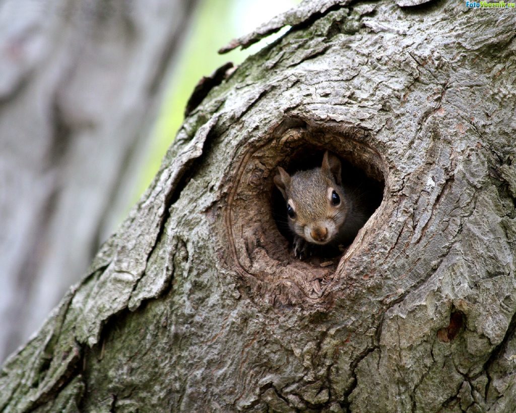 hollow in apple tree