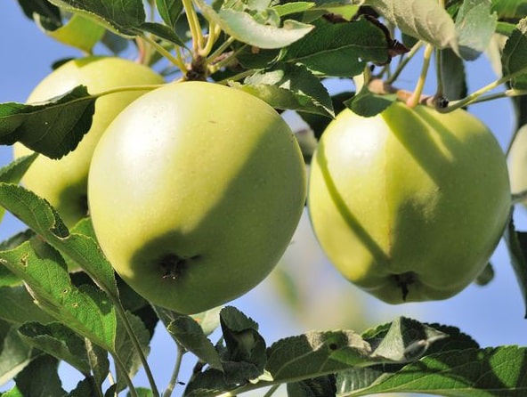 apple tree arcades