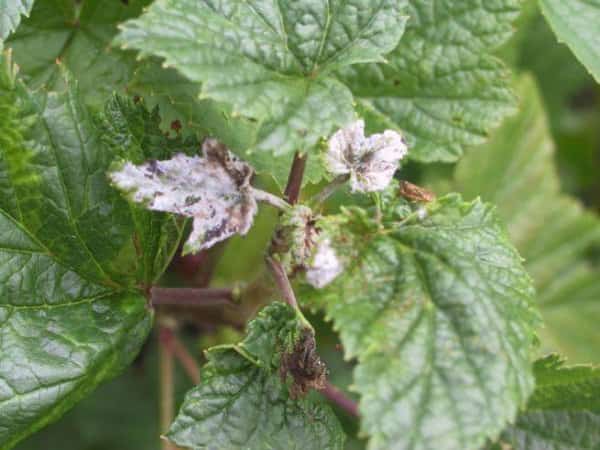 Types, symptoms, treatment and control of pests and diseases of blackberries