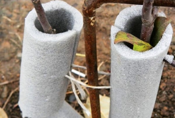 apple tree shelter