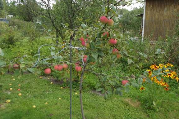 le pommier pousse mal