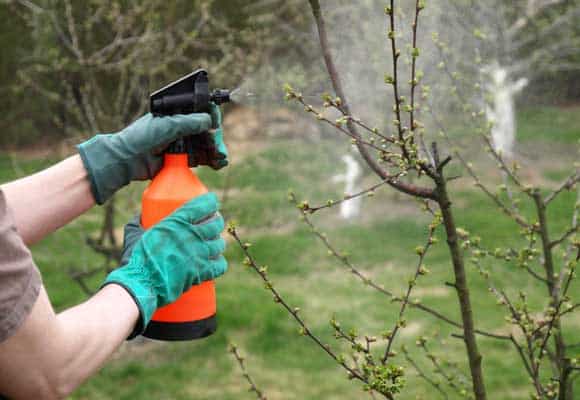 sprinkling the apple tree