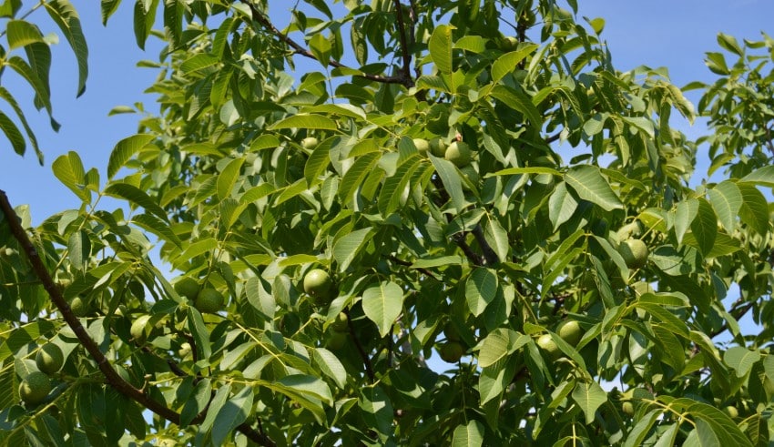 trim kacang