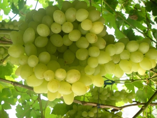 uvas largamente esperadas