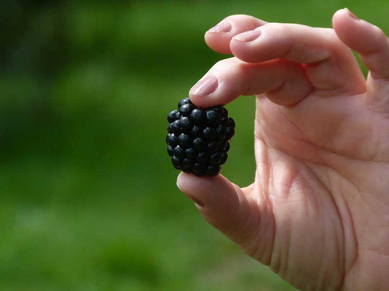 fresh blackberries