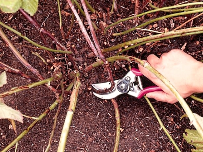 pruning blackberries