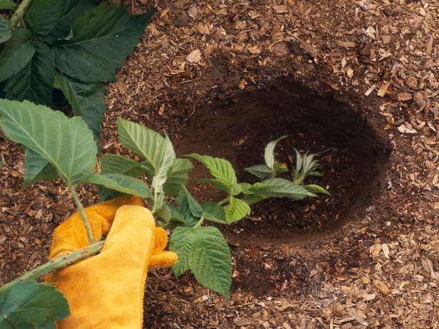 planting blackberries