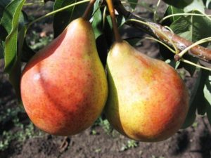 Description and characteristics of the Moskvichka pear variety, planting and care