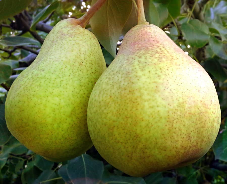 poire fabuleux