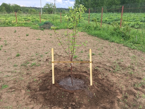 apple tree delight