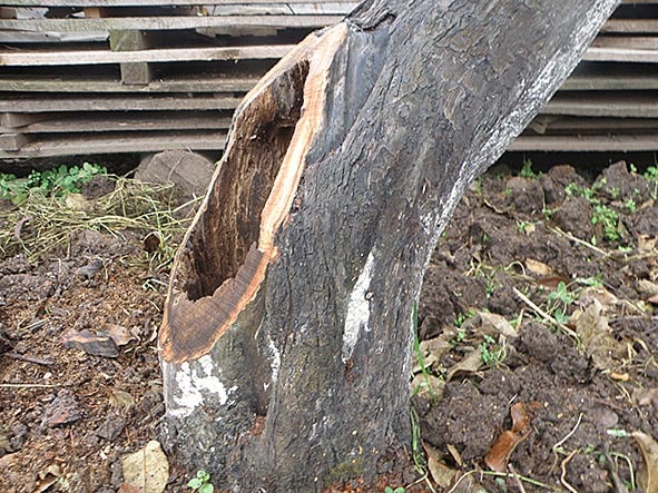 hollow in apple tree