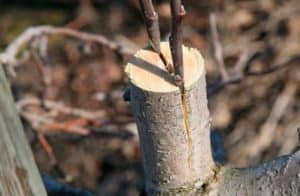 Comment et quand est-il préférable de planter une poire avec des boutures fraîches étape par étape pour les débutants