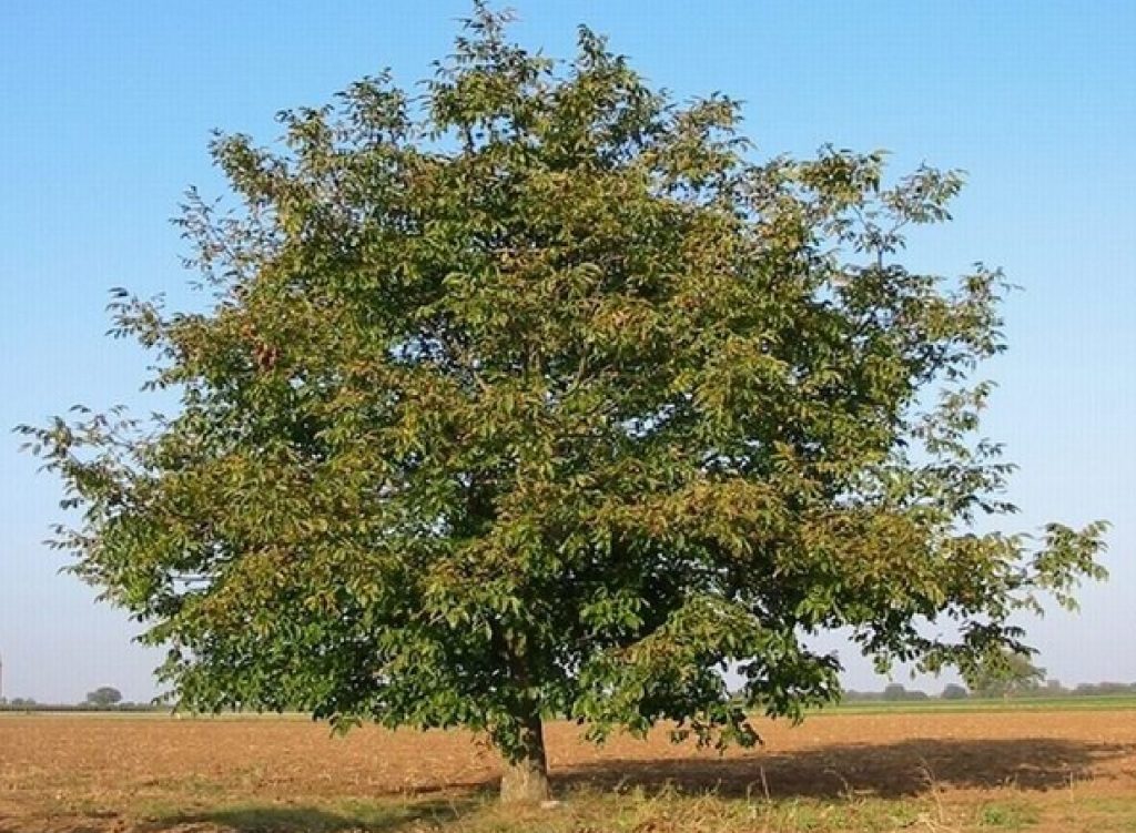 how to plant a walnut