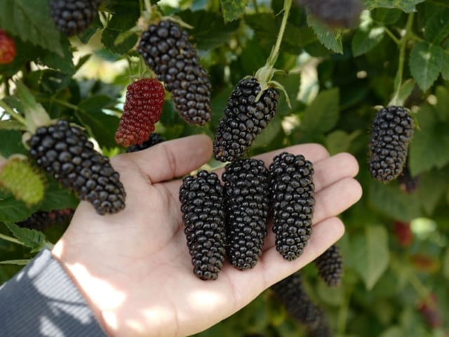 blackberry karaka hitam