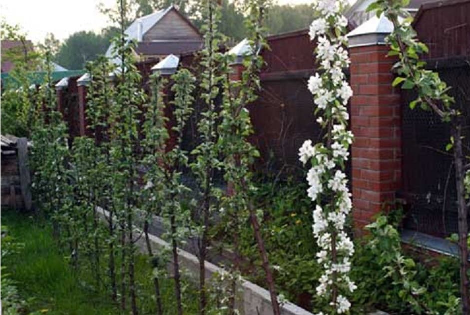 columnar apple tree