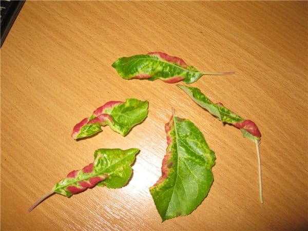 the leaves of the apple tree curl and turn red