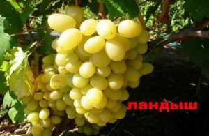 Description, characteristics and history of Lily of the valley grapes, cultivation and reproduction