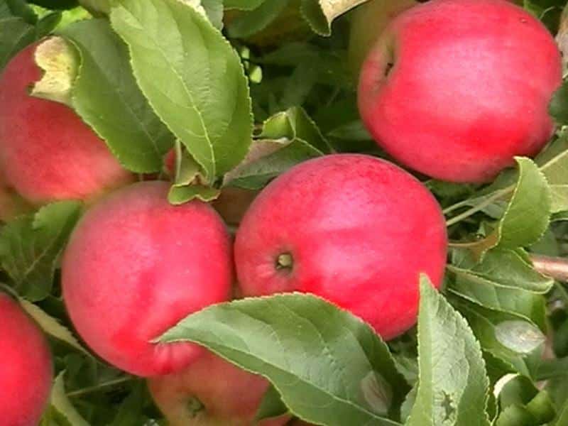 anís de manzana