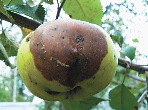 Moniliosis de manzana