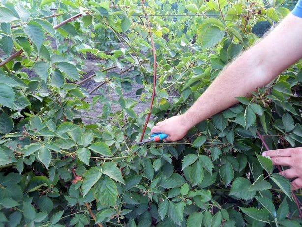 poda de moras