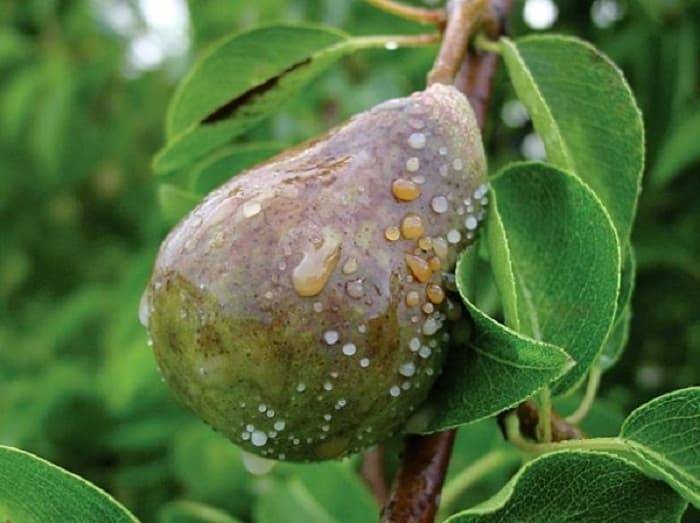 Pourriture ou moniliose des fruits