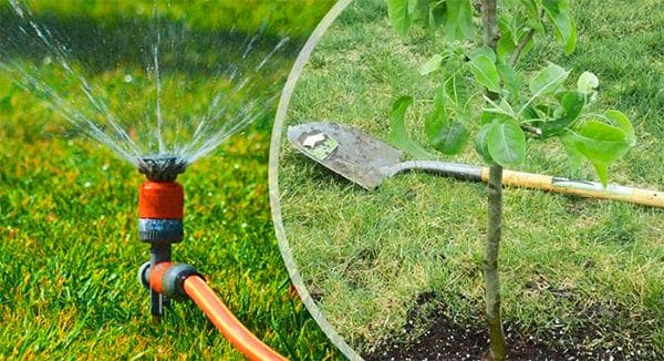 watering pear