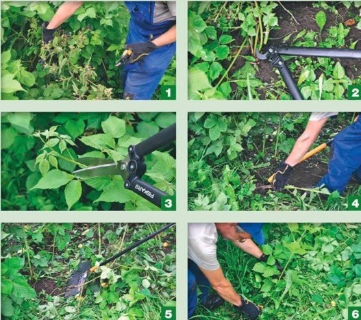 pruning blackberries