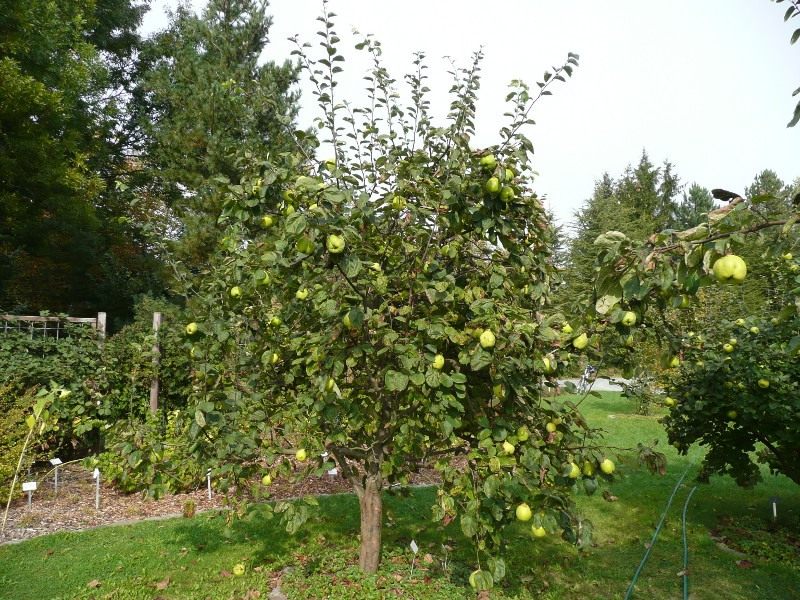 Plantation et entretien de coings en plein champ