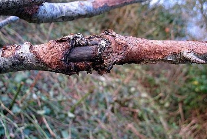 Corteza agrietada en un manzano