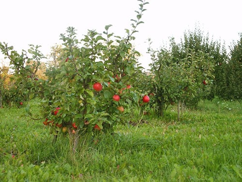 apple tree wonderful