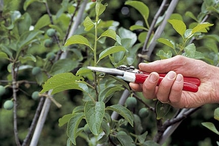 pruning plum