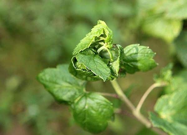 currant diseases