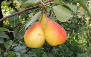 Description and characteristics of pear varieties Severyanka, types and rules of cultivation