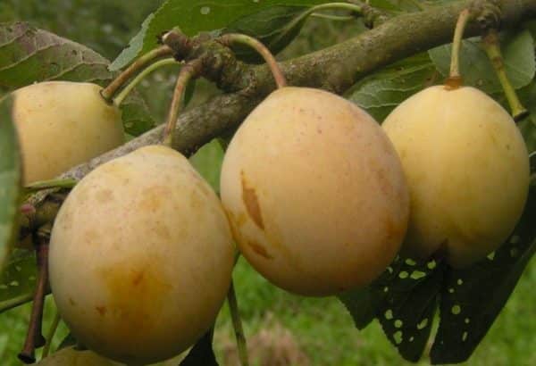 Montagne prune jaune