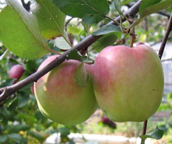 árbol de manzana